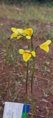 Diuris behrii