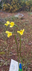 Diuris behrii