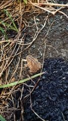 Anaxyrus fowleri