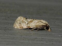 Platphalonidia magdalenae