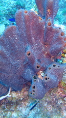 Smenospongia conulosa