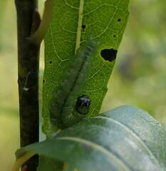Pyraloidea