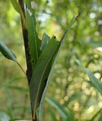 Pyraloidea