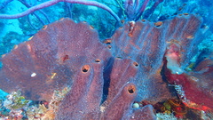 Smenospongia conulosa