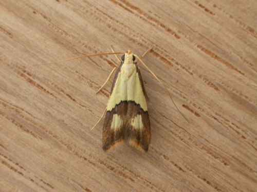 Crocanthes glycina Meyrick, 1906