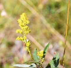Solidago uliginosa
