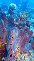 Smenospongia conulosa