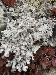 Stereocaulon