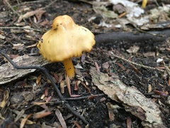 Gliophorus psittacinus