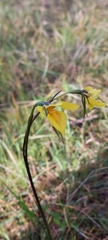Diuris behrii