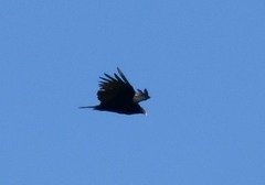 Cathartes aura septentrionalis