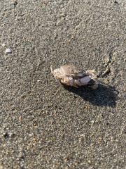 Emerita analoga