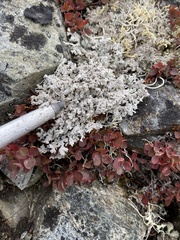 Stereocaulon