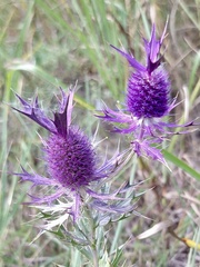 Eryngium leavenworthii