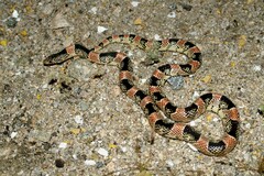 Rhinocheilus lecontei