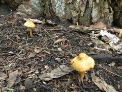 Gliophorus psittacinus