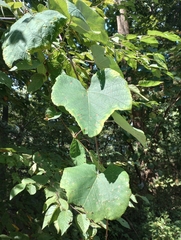 Vitis aestivalis