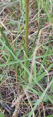 Diuris behrii