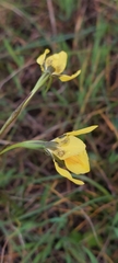 Diuris behrii