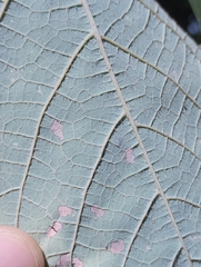 Vitis aestivalis