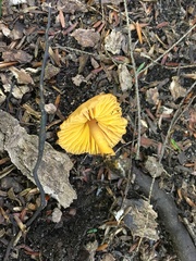 Gliophorus psittacinus