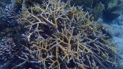 Acropora cervicornis