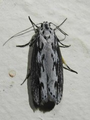 Ethmia semitenebrella