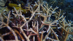 Acropora cervicornis