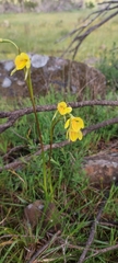 Diuris behrii