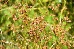 Cladium mariscoides