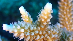 Acropora cervicornis