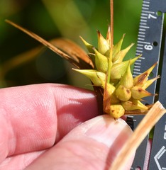 Carex intumescens
