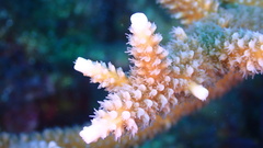 Acropora cervicornis