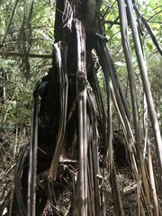 Cyathea medullaris