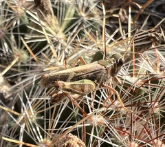 Encoptolophus costalis