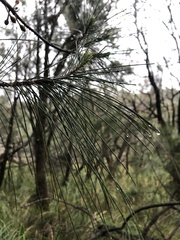 Allocasuarina
