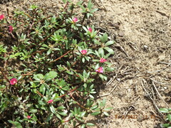 Portulaca amilis
