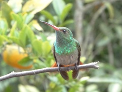 Amazilia tzacatl