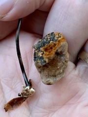 Fuscoporia