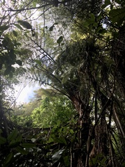 Cyathea medullaris