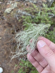 Alectoria sarmentosa