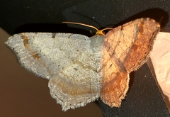 Macaria bicolorata