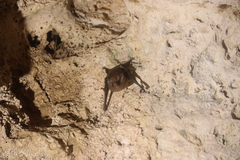 Peropteryx macrotis