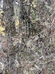 Alectoria sarmentosa