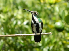 Anthracothorax nigricollis