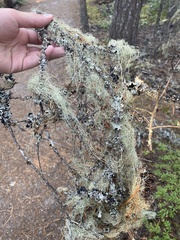 Alectoria sarmentosa