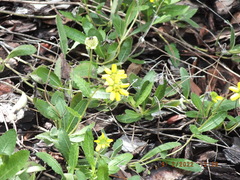 Berlandiera subacaulis