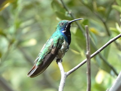 Anthracothorax nigricollis