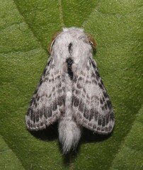 Apotolype brevicrista