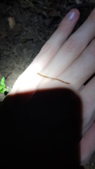 Haplophilus subterraneus